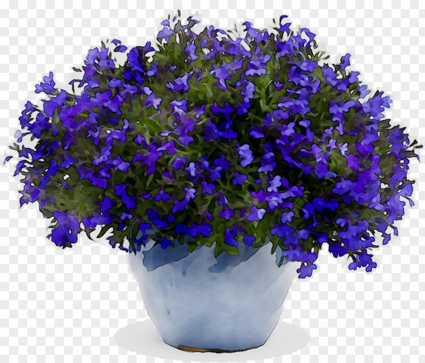 Proven Winners Seed Garden Lacy Phacelia Plants PNG