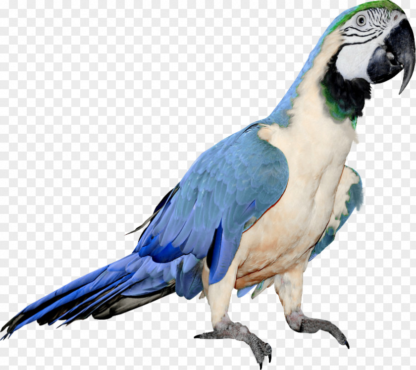 Bird Budgerigar Parrots Of New Guinea Clip Art PNG