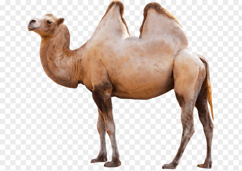 Camel Image Dromedary Bactrian PNG