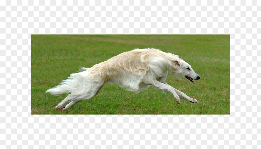 Dog Breed Group Borzoi Saluki Silken Windhound Whippet Polish Greyhound PNG