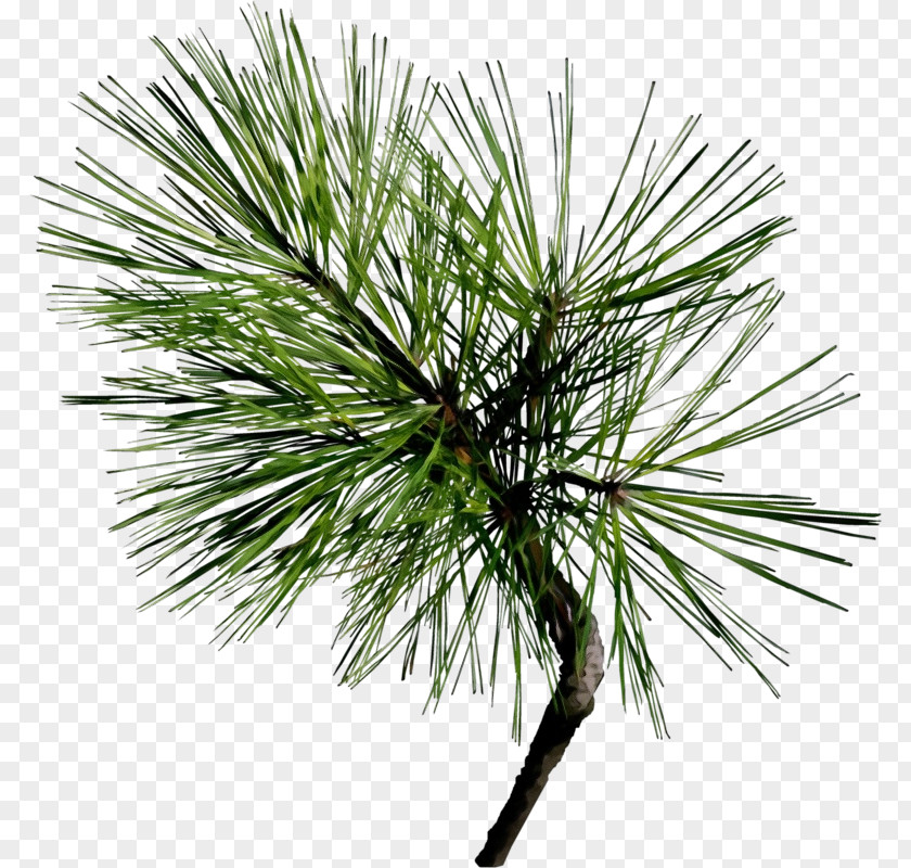 Georgia Pine Western Yellow Loblolly White Tree Red Jack PNG