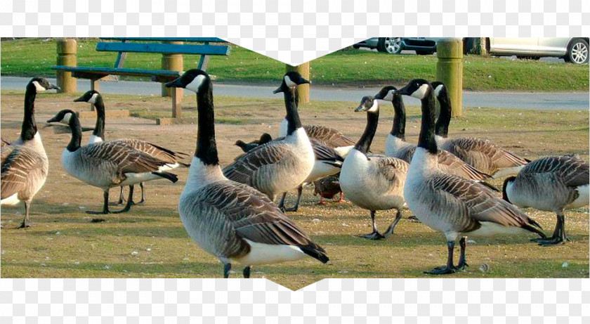 Goose Canada Duck Westerville Ohio Geese Control PNG