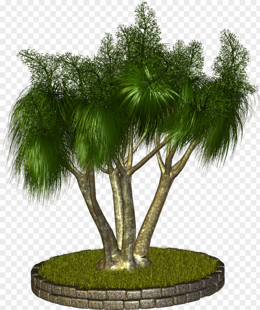 Palm Tree Plant Arecaceae Clip Art PNG