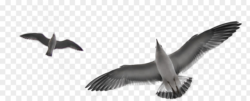 Beak Gull Bird Silhouette PNG