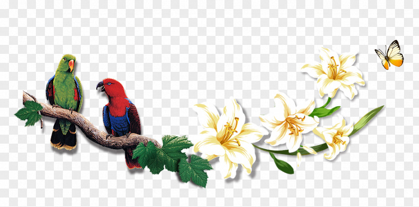 Beautiful Flowers Parrot Birds Branch Leaves Bird Beak PNG