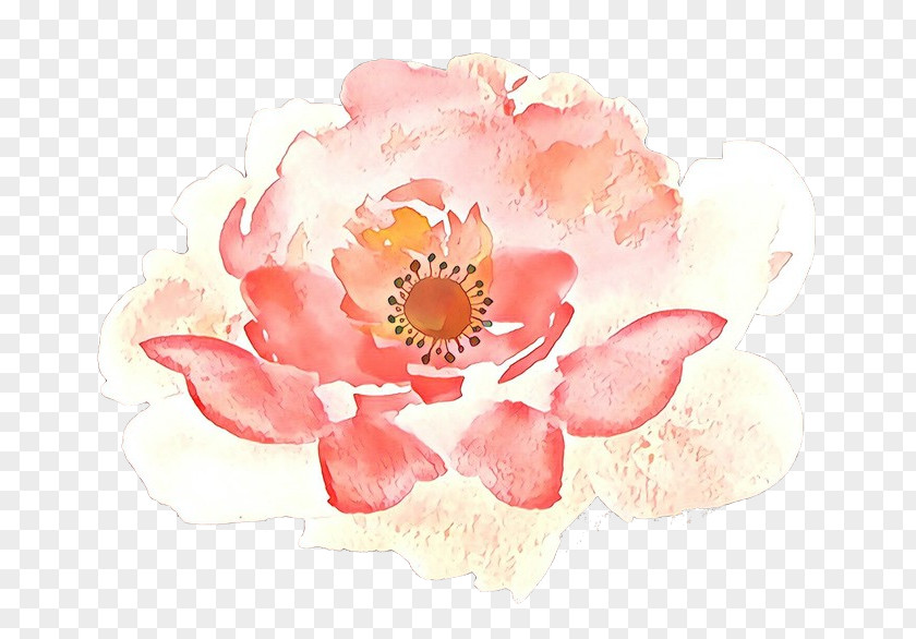 Common Peony Paint Watercolor Pink Flowers PNG
