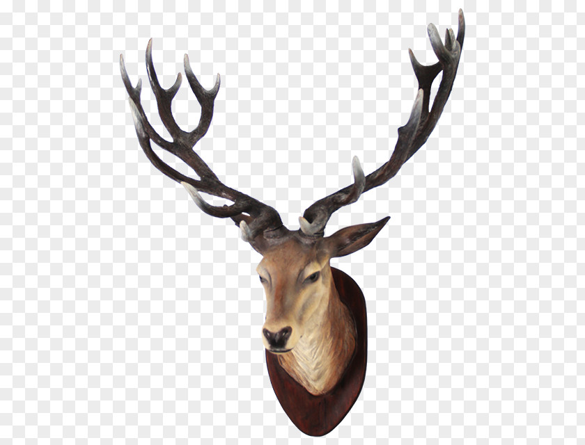 Deer Head Transparent Image White-tailed Moose PNG