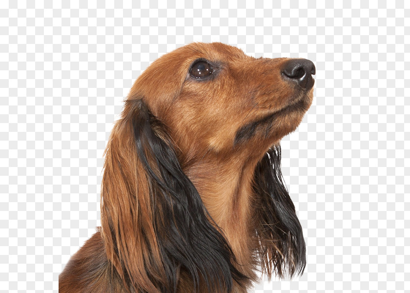 Dog Breed Irish Setter Field Spaniel Dachshund Companion PNG