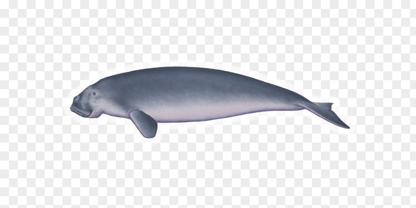 Dugong Common Bottlenose Dolphin Tucuxi Porpoise Cetacea Marine Biology PNG