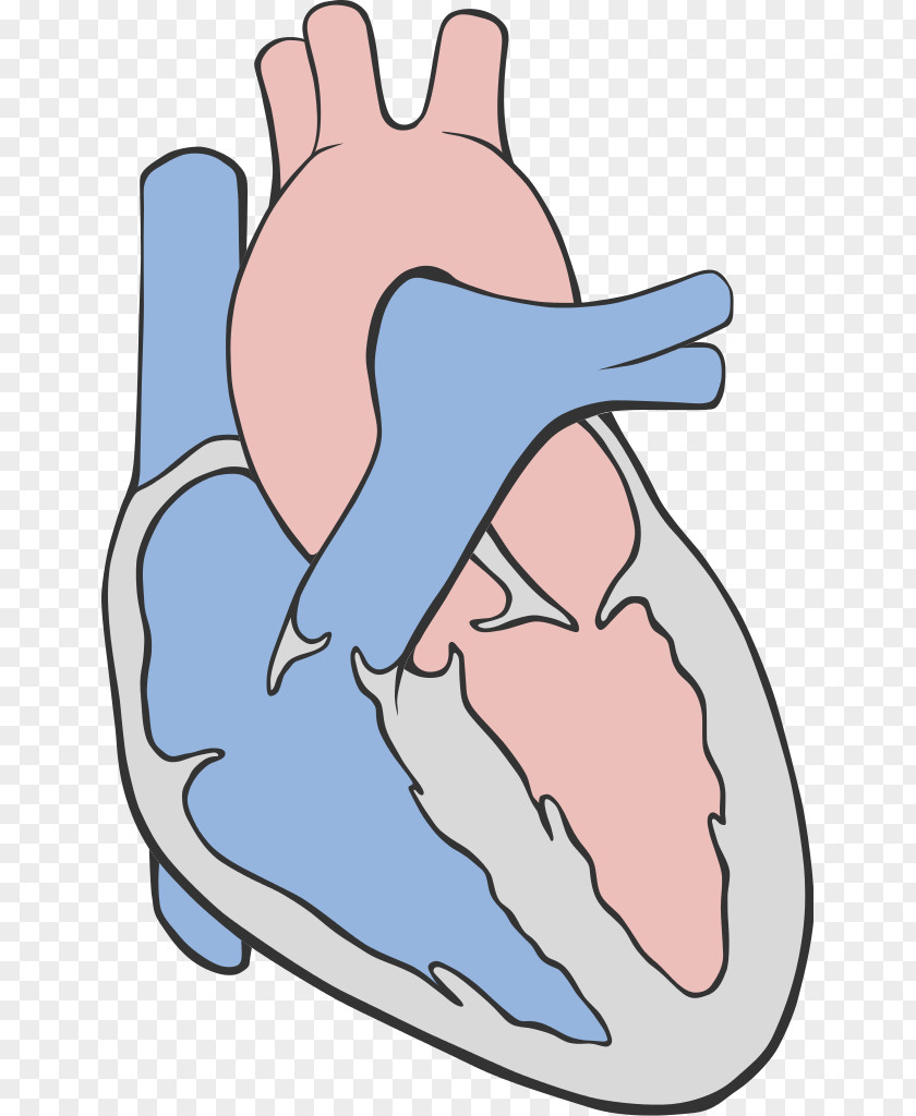 Simple Creative Bird Heart Bald Eagle Circulatory System Anatomy PNG