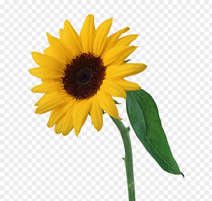 Sunflower Light Common PNG