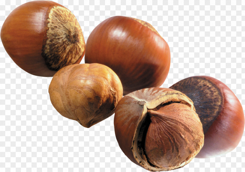 Walnut Hazelnut Nuts PNG