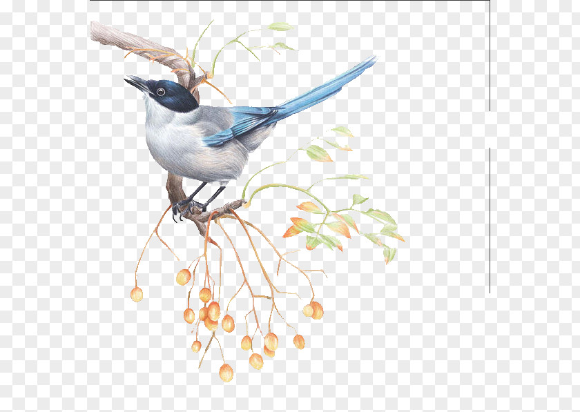 Bird Drawing Illustration PNG