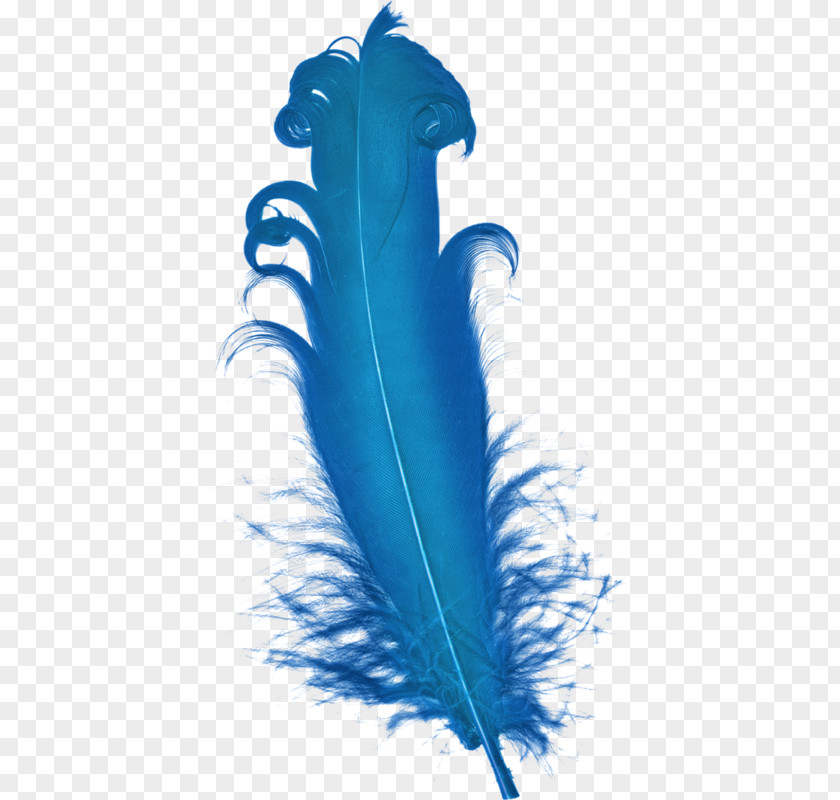 Blue Feather Plumage PNG