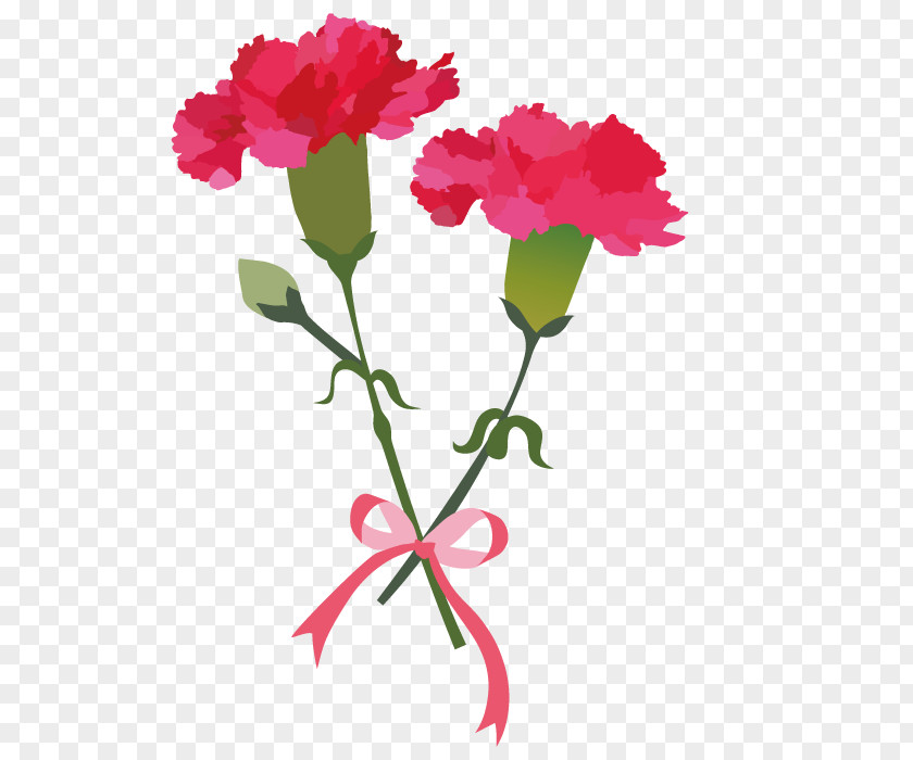 Carnation Flower For Mothers Day. PNG