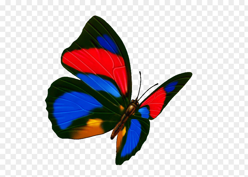 Colorful Butterfly Transparency And Translucency Icon PNG