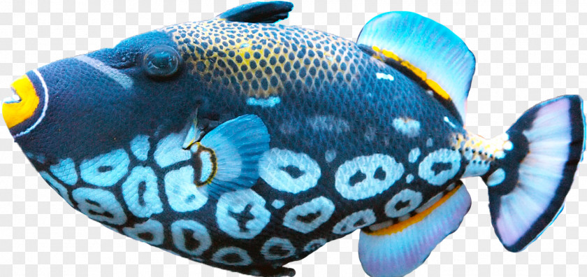 Download Fish Free Food Clip Art PNG