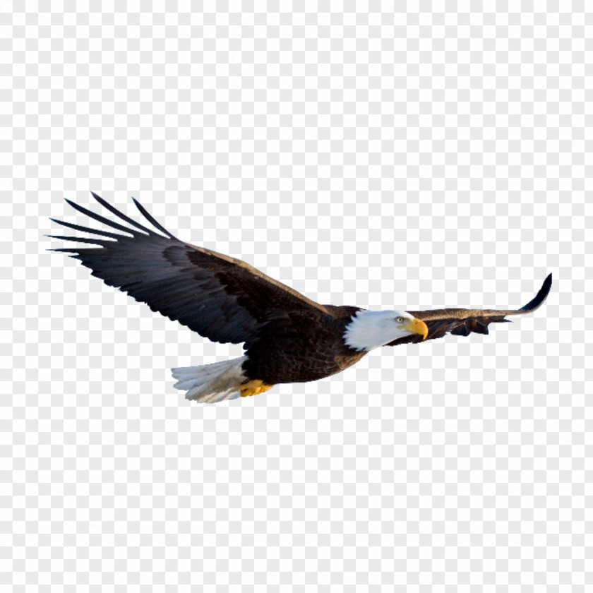 Eagle Bald Clip Art Desktop Wallpaper PNG