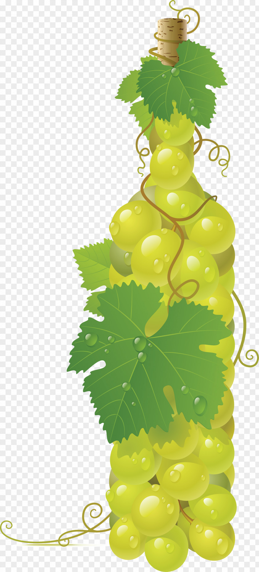 Green Grape Image Common Vine Wine Clip Art PNG