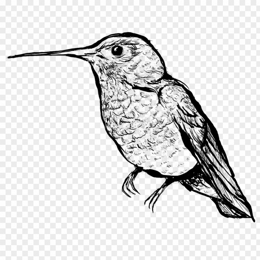 Humming Bird Hummingbird Drawing DeviantArt PNG