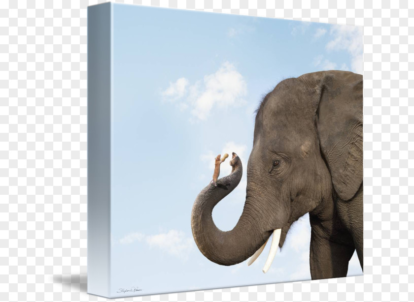 Mouse Indian Elephant African Elephantidae Cat PNG