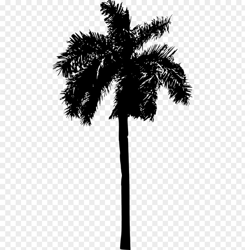 Peach Palm Blackandwhite Tree Silhouette PNG