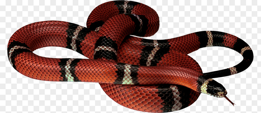 Reddish Brown With A Pattern Of Snake's Tongue Corn Snake King Cobra Reptile PNG