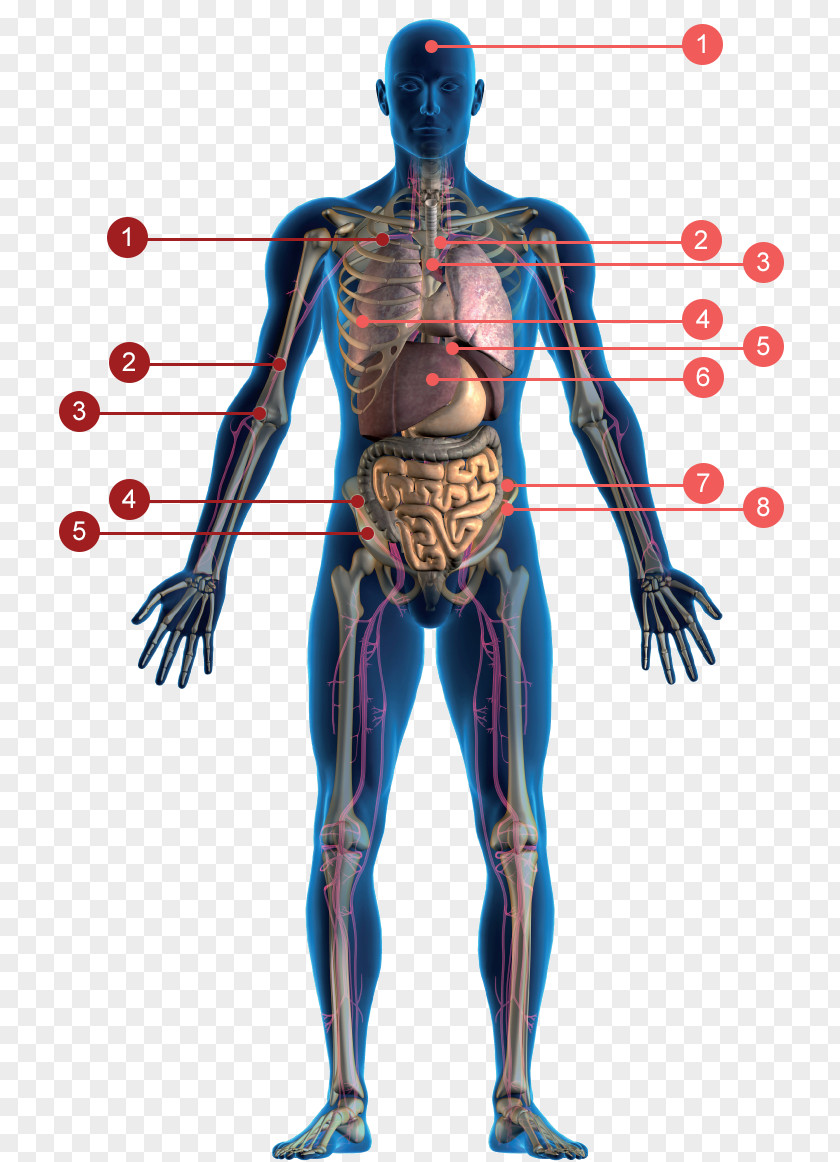 Sange Antioxidant Colon Cleansing Human Body Health Medicine PNG