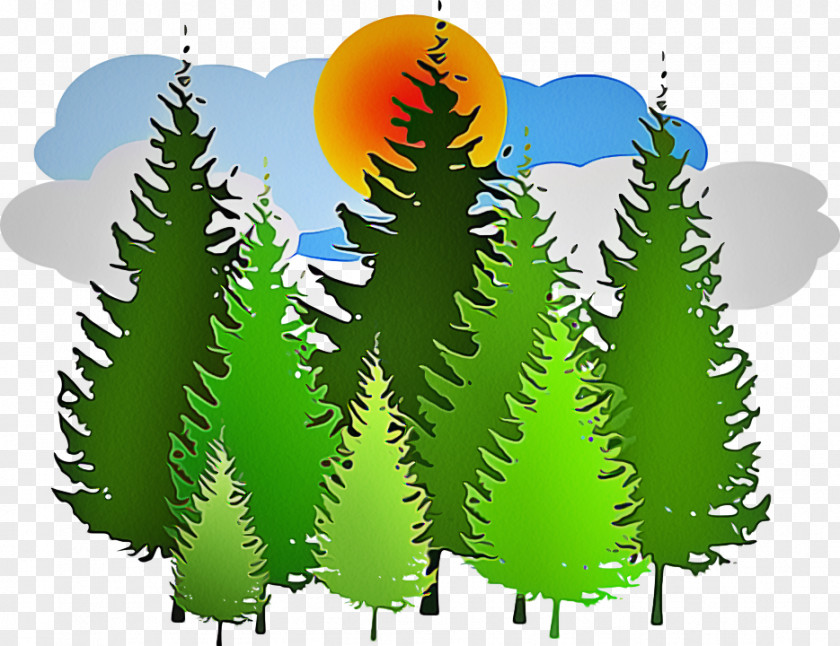 Woody Plant Oregon Pine Vegetation Tree Leaf Biome PNG