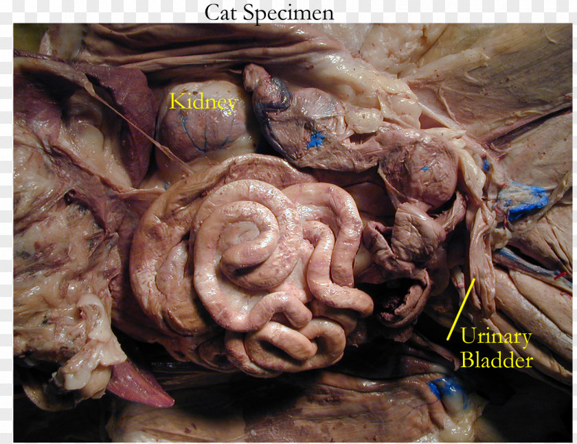 Cat Dissection Felidae Gastrointestinal Tract Anatomy PNG