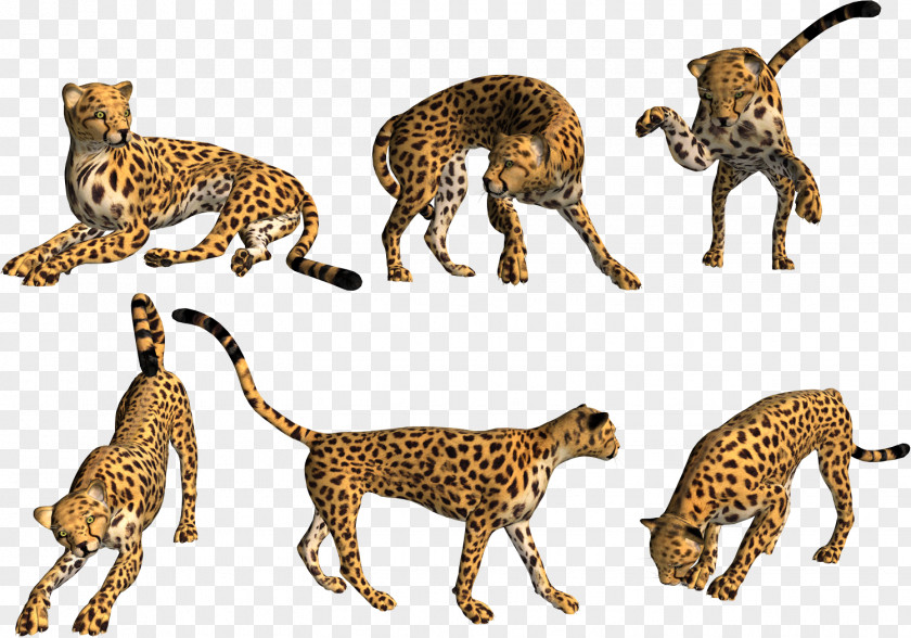 Cheetah Leopard Asiatic Mammal Carnivora PNG