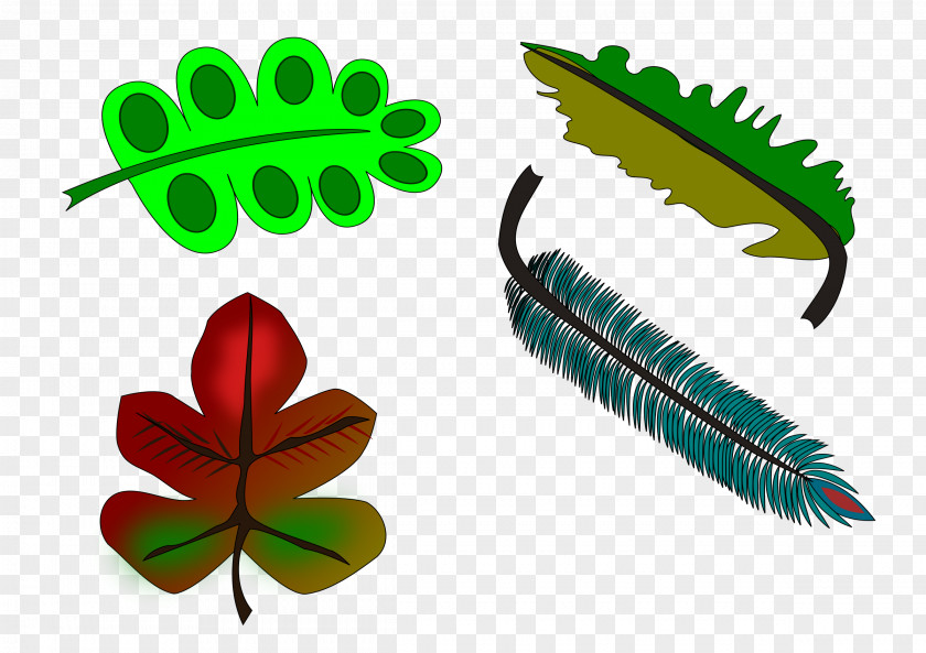 Feather Leaf Clip Art PNG
