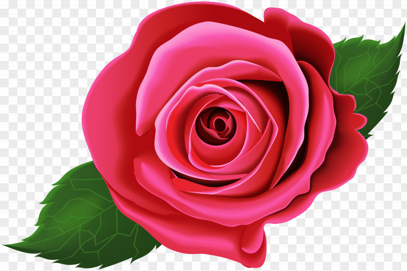 Flower Garden Roses Cabbage Rose Floribunda China Clip Art PNG