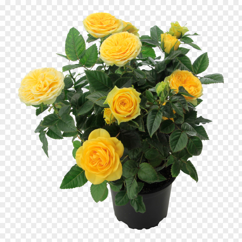 Flower Garden Roses Yellow Cut Flowers Floribunda Romance Film PNG