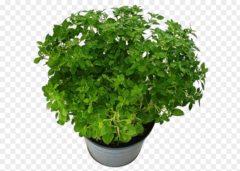 Flowerpot Stock Photography Houseplant Image PNG