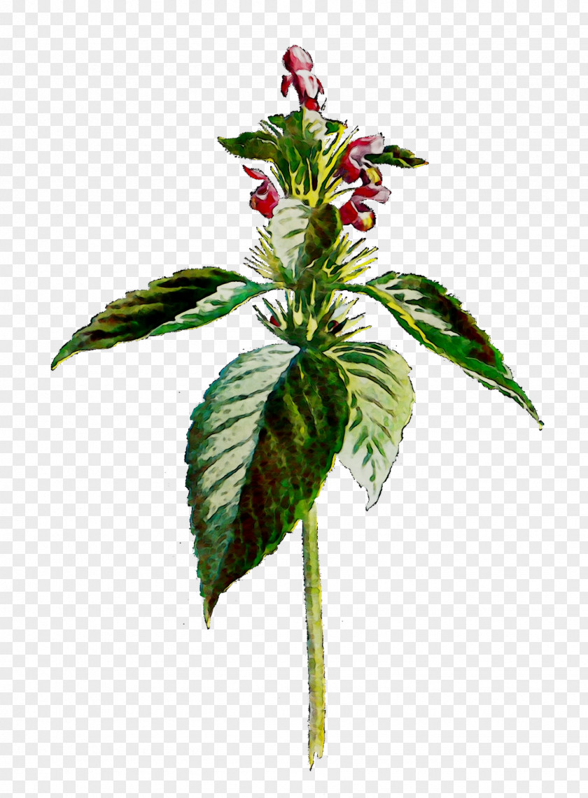 Herbaceous Plant Stem Leaf Flower PNG