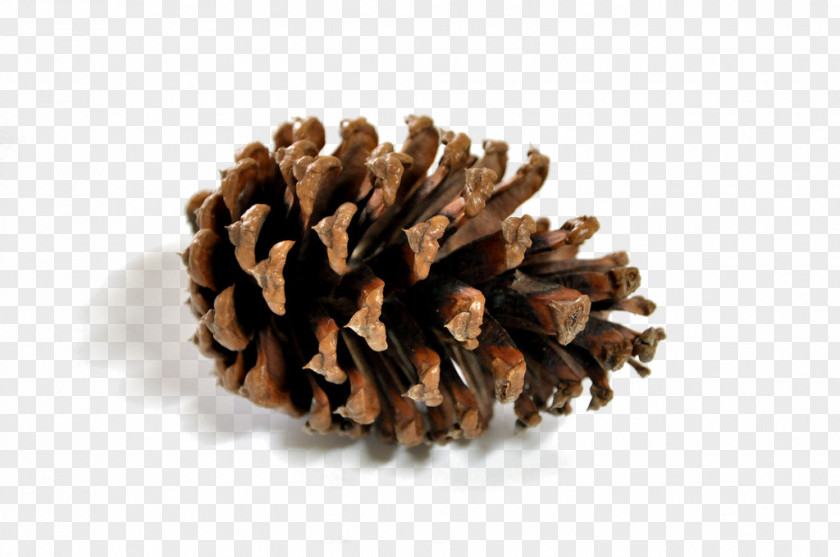 Roasted Snack Picture Material Cones Pine Conifer Cone PNG