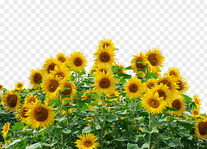 Common Sunflower Seed Oil Daisy Family PNG