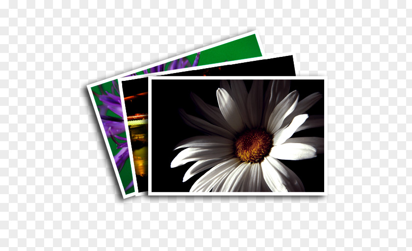 Daisy Family Rectangle Common PNG