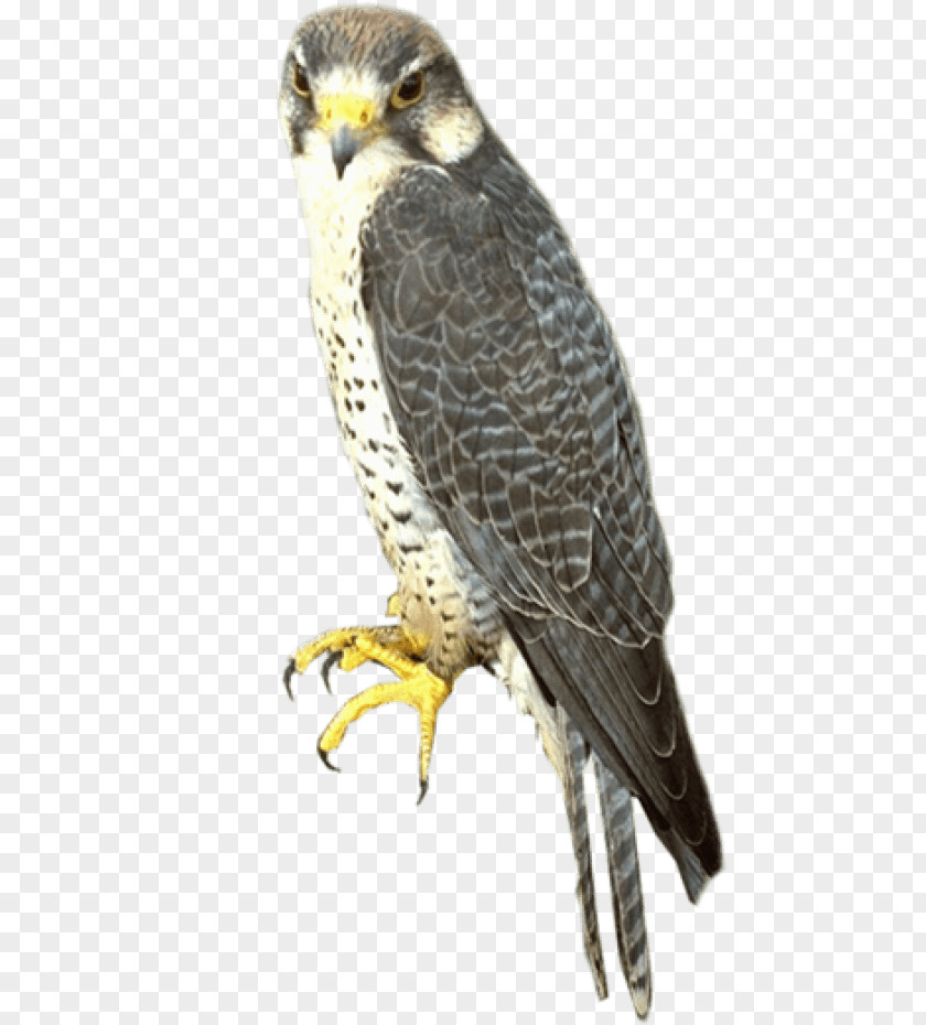 Falcon Clip Art Image Bird PNG