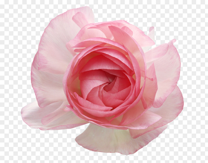 Flower Garden Roses Cabbage Rose Cut Flowers Pink PNG
