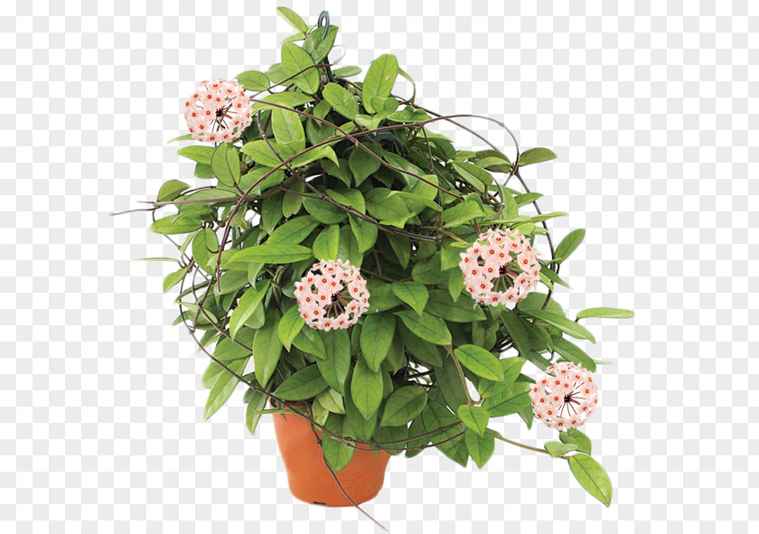 Monstera Flowerpot Hoya Carnosa Plant Cut Flowers PNG