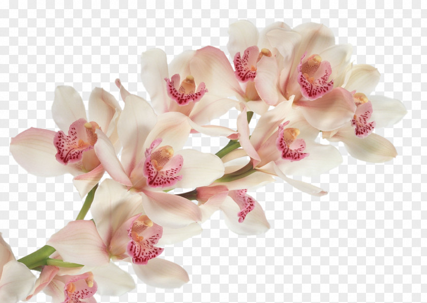 Orchid Cattleya Trianae Dancing-lady Flower Moth Orchids Desktop Wallpaper PNG