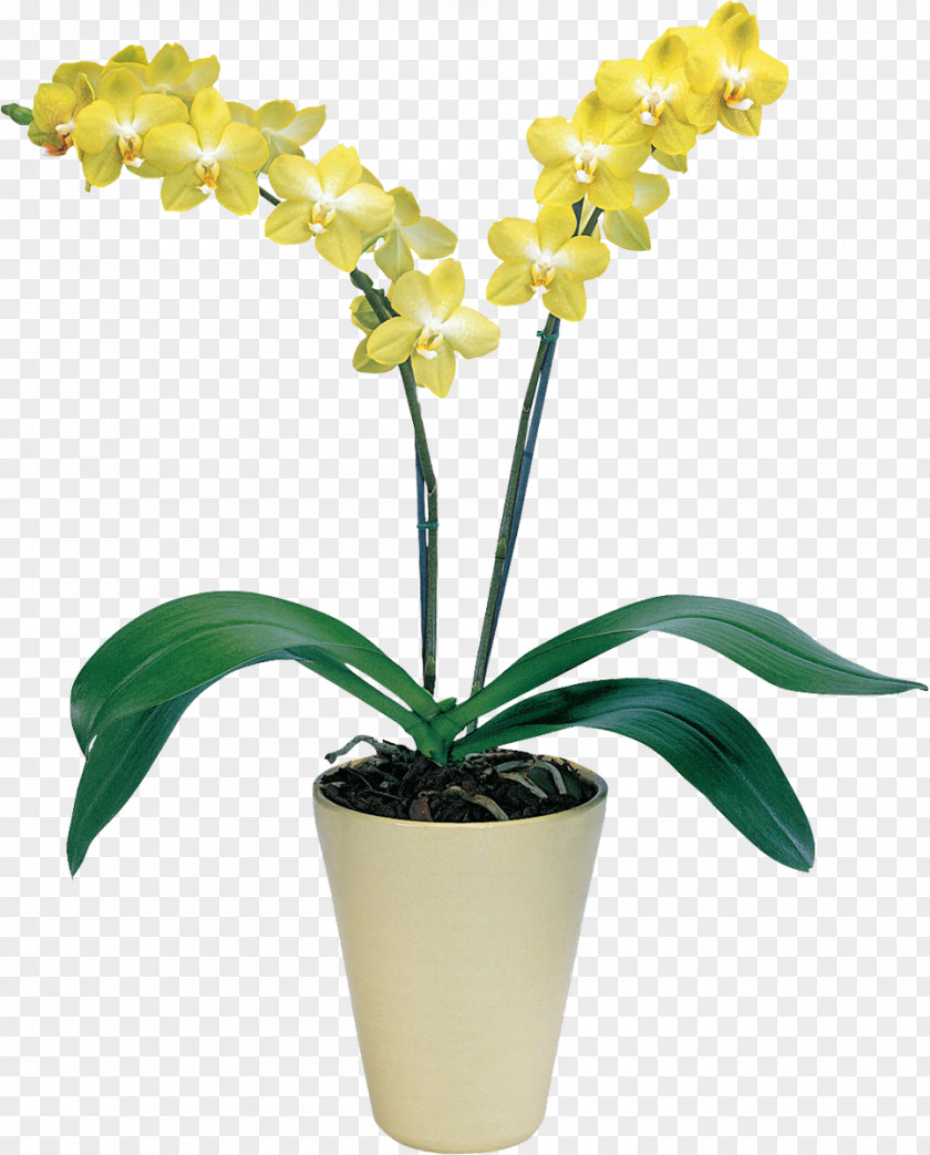 Orchid Savona Moth Orchids Houseplant PNG