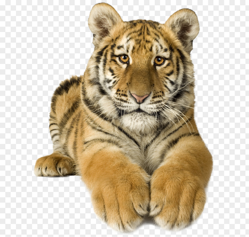 Fur Animal Figure Tiger Paw PNG