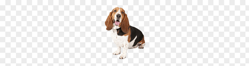 Basset Dog Looking Up Right PNG , photo of adult basste hound clipart PNG