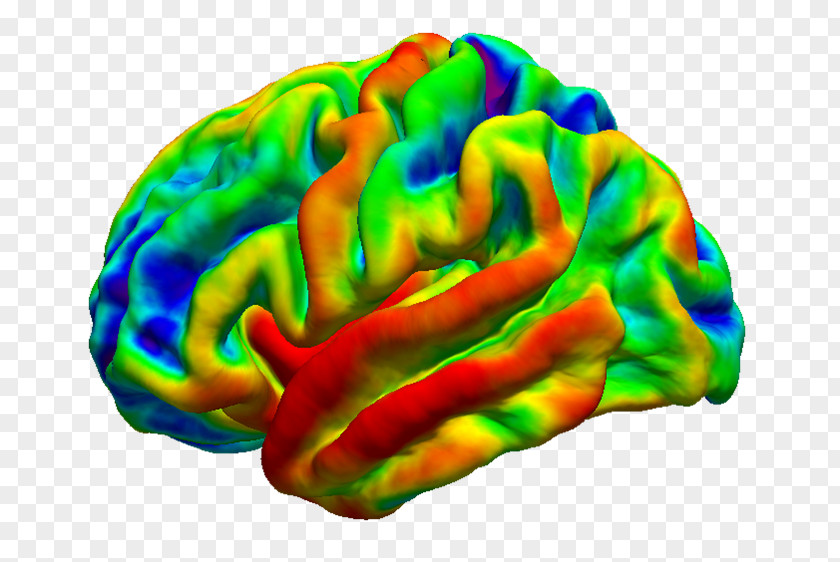 Brain Organism PNG