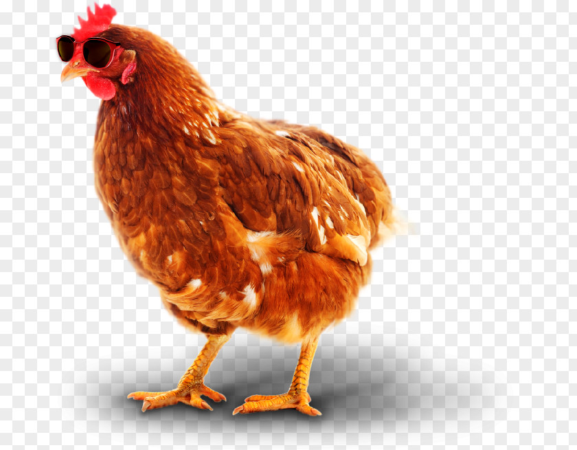 Chicken As Food Rooster Bird Pathogen PNG