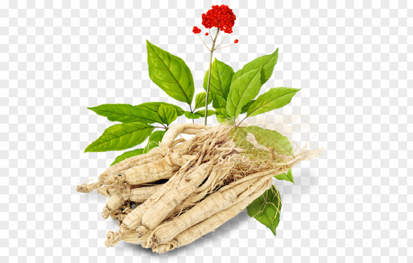 Flower Plant Food Herbal Herb PNG