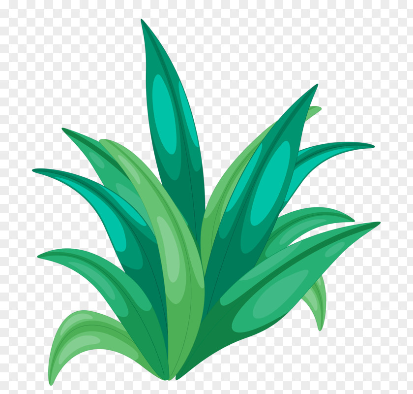 Green Grass Illustration PNG